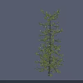 Tall Upright Larch Tree With Slender Trunk And Green Foliage Against Gray Background