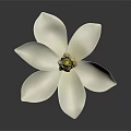 Beautiful White Flower With Open Petals And Yellow Stamens On Dark Background