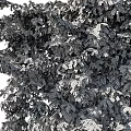 Lush Green Vine Foliage In Natural Growth