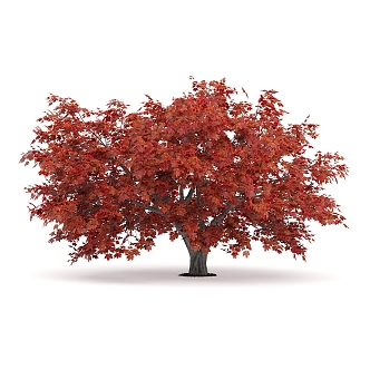 Maple Garden Plants 3d model