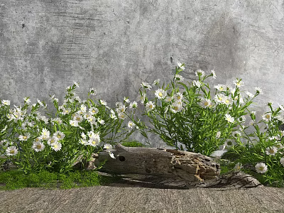 White Flowers And Green Grass With Weathered Wood Log Against Gray Concrete Wall 3d model