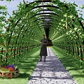 Garden Pergola With Arch Structure Covered In Green Vines Stone Path And Fresh Vegetables