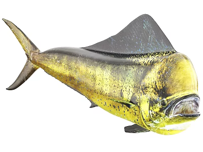 Vibrant Yellow Green Mahi Mahi Fish With Large Dorsal Fin And Sleek Body 3d model
