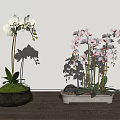 Bonsai Potted Orchid Plants With White And Pink Red Spotted Blooms In Decorative Metal Containers