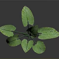 Lush Tropical Indoor Plant With Large Green Leaves And Long Green Stems