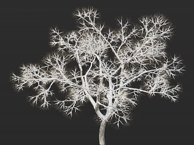 Arbor Showcasing White Branches And Clear Detailed Structure Against Dark Background 3d model