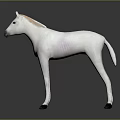 White Horse With Golden Mane In Standing Pose Against Gray Background And Reflection On Ground