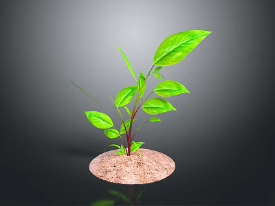 Green Plant With Large Fresh Leaves Growing In Sandy Soil Against Dark Gradient Background 3d model