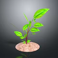 Green Plant With Large Fresh Leaves Growing In Sandy Soil Against Dark Gradient Background