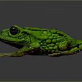 Green Frog With Large Black Eyes Bumpy Textured Skin And Outstretched Limbs On Dark Background