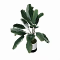 Stylish Bonsai Plant in White and Black Pot with Large Green Leaves