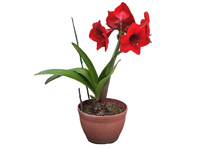 Beautiful Red Flower Potted Plant with Green Leaves in Brown Pot 3d model