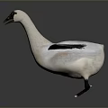 White Bird Spreading Wings With Brown Feathers Against Gray Background On Smooth Surface With Reflection 3d model