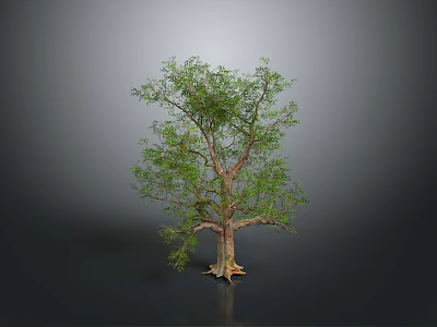 Isolated Tree With Thick Trunk Lush Green Canopy Against Dark Background 3d model