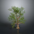 Isolated Tree With Thick Trunk Lush Green Canopy Against Dark Background