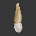 Anatomical Human Tooth Organ 3D Model with White Root and Yellow Crown Structure 3d model