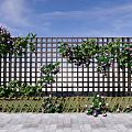 Building Exterior Wall With Wooden Lattice Purple Flowers Green Vines And Bamboo Fence