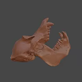 Detailed Brown Animal Skull With Sharp Teeth And Anatomical Features 3d model