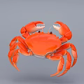 Aquatic Animal Orange Crab With Vibrant Color And Detailed Claws Close Up