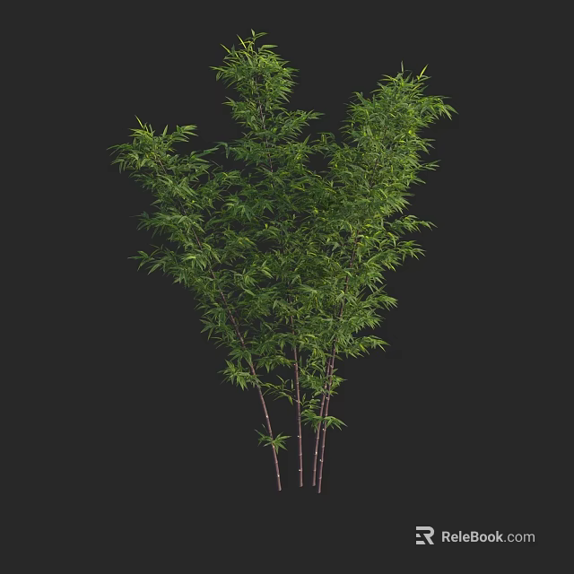 Lush Green Bamboo Plant With Slender Stems And Leaves Against Black Background 3d model 