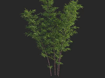 Lush Green Bamboo Plant With Slender Stems And Leaves Against Black Background 3d model