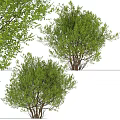 Modern Landscape Trees Poplar Maple Pine Trees Big Trees Tropical Trees 3d model