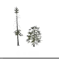 Tall And Short Trees With Green Leaves And Brown Trunks On White Background