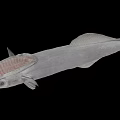Unique Deep Sea Fish With Transparent Head And Slender Silver Body
