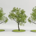 Three Arbor Trees With Lush Green Foliage On Circular Grass Plots 3d model