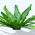 Beautiful Lush Green Shrub with Large Fronds for Indoor Garden Decor