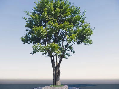 Lush Green Tree With Multiple Trunks Against Blue Sky On Paved Ground 3d model