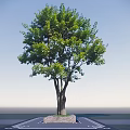 Lush Green Tree With Multiple Trunks Against Blue Sky On Paved Ground