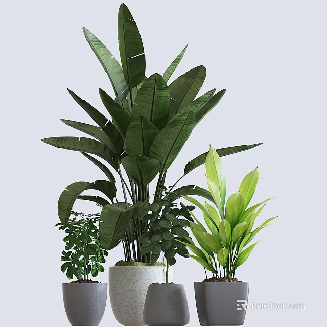Bonsai Potted Plants With Green Leafy Foliage Various Sizes For Indoor Decoration 3d model 