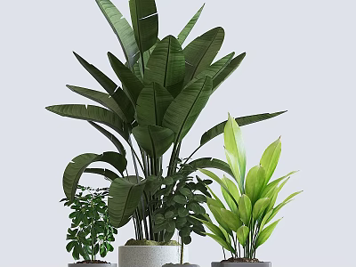 Bonsai Potted Plants With Green Leafy Foliage Various Sizes For Indoor Decoration 3d model