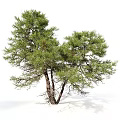 Japanese Red Pine Evergreen Tree With Lush Branches And Needles 3d model
