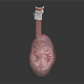 Human Lung Anatomical Model Featuring Trachea Bronchial Tree And Vascular Texture 3d model