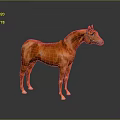 Brown Horse Full Body Standing In Gray Gradient Background With Reflective Floor