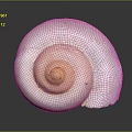 White Spiral Reptile Shell Featuring Pink Center On Dark Reflective Background