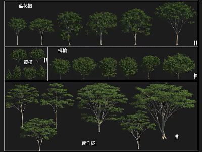 Diverse Arbor Species Including Camphor Yellow Pagoda and Albizia Trees 3d model