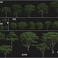 Diverse Arbor Species Including Camphor Yellow Pagoda and Albizia Trees
