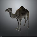 Camel With Single Hump Light Brown Fur Standing On Dark Background 3d model