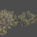 Lush Green Foliage On Shrubbery Branches With Natural Curved Arrangement Form