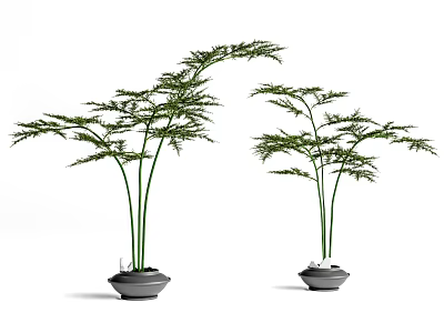 Two Bonsai Potted Plants with Lush Green Foliage Slender Stems in Dark Ceramic Pots 3d model