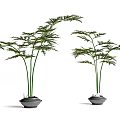 Two Bonsai Potted Plants with Lush Green Foliage Slender Stems in Dark Ceramic Pots