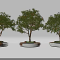 Circular Wooden Tree Planters With Leafy Trees And Grass Base Design 3d model