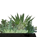 Bonsai Potted Plant With Black Pot And Various Succulent Leaves And Small Pebbles