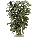 Bonsai Potted Plant with Lush Green Leaves in Geometric Patterned Gray Pot for Indoor Decoration