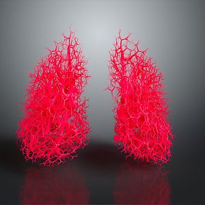 respiratory organ human respiratory organ figure respiratory system 3d model