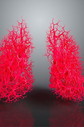 respiratory organ human respiratory organ figure respiratory system 3d model