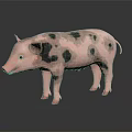 Adorable Pink Pig With Black Spots Standing On Shiny Surface With Gentle Expression